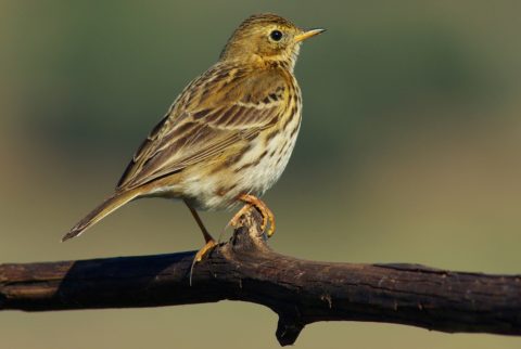 anthus-pratensis