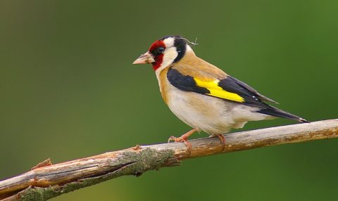 carduelis-carduelis