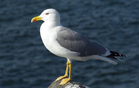 larus-michaellis