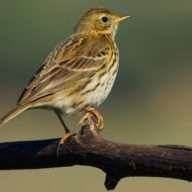 Anthus pratensis / © Dinis Cortes