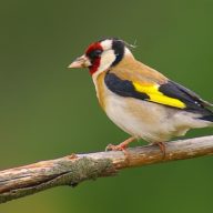 Carduelis carduelis / © Dinis Cortes