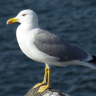 Larus michaellis / © Dinis Cortes