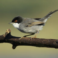 Sylvia melanocephala / © Dinis Cortes