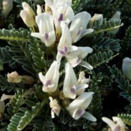 Astragalus / © DRCAlgarve / Foto: Sebastião Pernes