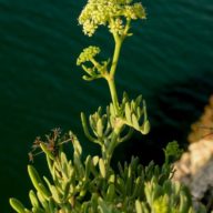 Crithmum / © DRCAlgarve / Foto: Sebastião Pernes