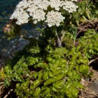 Daucus / © DRCAlgarve / Foto: Sebastião Pernes